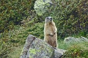 80 Marmotta in sentinella (zoom)